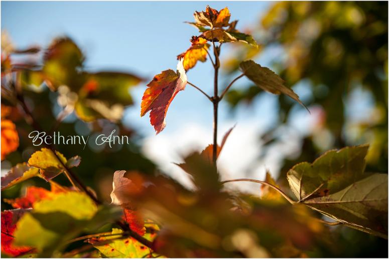 nashville-tn-franklin-tennessee-clarksville-parthenon-scarritt-bennett-cedarwood-wedding-photographer-southern-photography-engagement-film-portrait-fall_0003